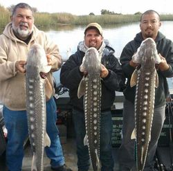 A group of 3 lake sturgeon, a big catch while fishing in CA
