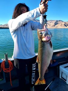 A rainbow trout caught in CA by a skilled angler