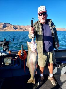 A rainbow trout caught in Tahoe Vista