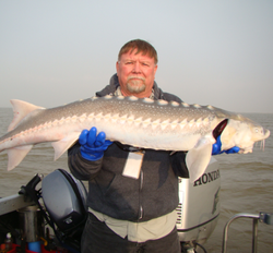 Photograph of a 32-inch White Sturgeon fish caught while fishing in CA