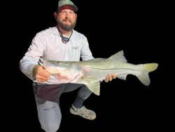 Snook fish caught at New Smyrna Beach