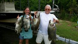 Four tripletail fish caught while fishing in FL