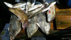 Five black drum fish caught in Apalachicola