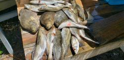 7 coho salmon and spotted weakfish in Florida