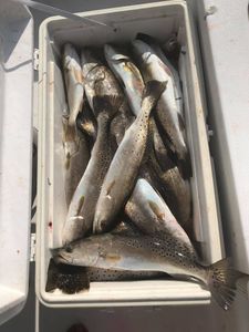 Four spotted weakfish caught in Florida while cruising and fishing