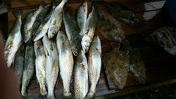 8 summer flounder caught in FL