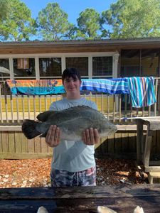 Tripletail fish caught while fishing in Apalachicola