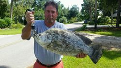 Tripletail fish caught in Apalachicola