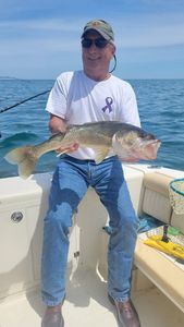 Lake Erie Hooked a Nice Walleye