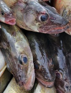 Trophy Walleye in Lake Erie