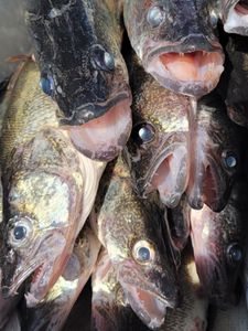 Lake Erie Reeled in Plenty of Fish
