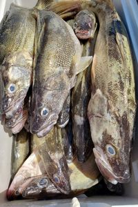 Three fish caught at lakeside marblehead
