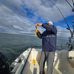Nice yellow fish caught using jigging and trolling techniques. Cloudy afternoon conditions at Lakeside Marblehead.