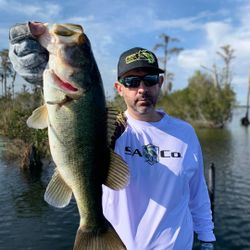 A large Florida Bass caught in Winter Garden Fl
