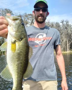 Largemouth Bass caught in Winter Garden Fl