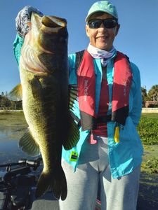 Largemouth Bass caught while fishing in Winter Garden FL