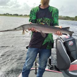 A longnose gar fish swimming in the waters of Florida