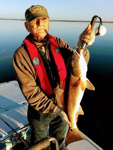 Redfish are plentiful year round