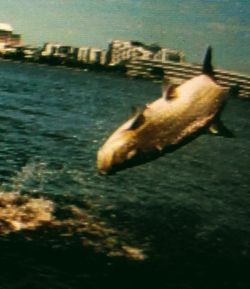 St. Johns River Tarpon