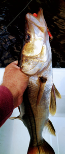 Exciting fishing adventure in FL