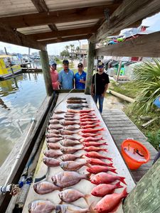 Fresh caught red porgy and mixed fish species displayed on cleaning table at Pensacola Beach FL marina