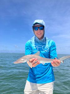 Bonnethead shark caught while fishing in FL
