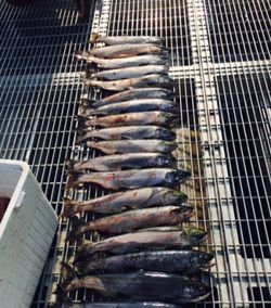 6 fish caught while fishing in WA