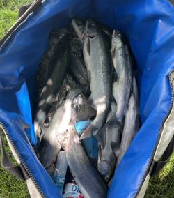 Catch of the day: 4 blue and channel catfish in Richland