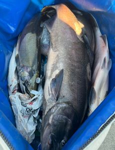 Big, glossy Chinook Salmon packed on ice
