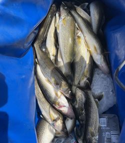 4 whiting fish caught in Richland