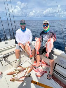 It's Snapper season in Naples FL