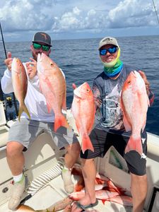 4 mutton snapper fish caught in FL