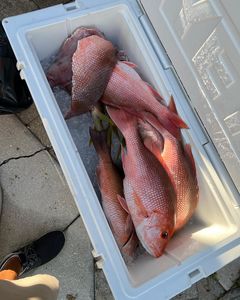 Three grey snapper fish caught while fishing in FL