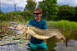 Nice Northern Pike from the shallows! Great adventure fishing around the lily pads.