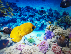 Adventure awaits beneath the surface! Exciting coral reef dive with vibrant tropical fish.