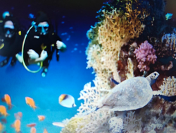 Amazing underwater adventure exploring vibrant coral reefs and marine life!