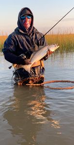 Spotted Weakfish caught while fishing in TX
