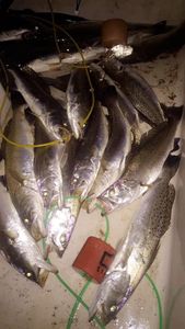 5 spotted weakfish caught in TX