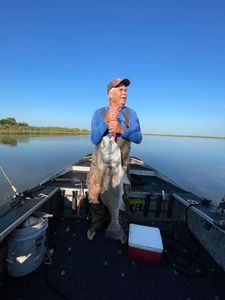 Photo of a big black drum fish caught in Rockport