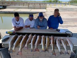 A group of 10 big redfish caught by anglers in TX