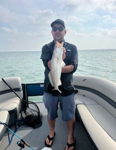 Photograph of a spotted weakfish caught in TX while fishing on cruises, tours