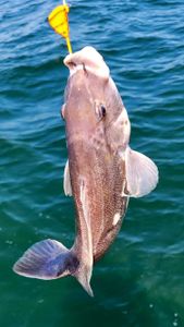 Fish-Species