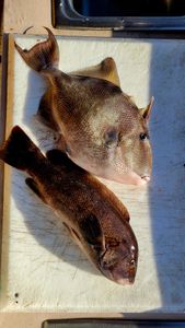 Fish-Species