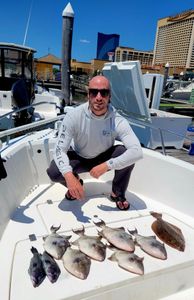 6 grey triggerfish caught fishing in atlantic city