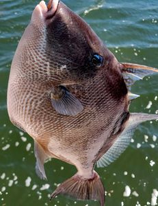 Fish-Species
