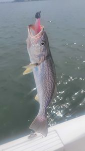 Fish-Species
