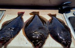 Trio of fish caught in the waters of Atlantic City