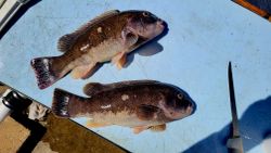 Fish-Species
