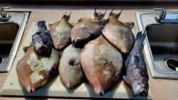 7 grey triggerfish caught in NJ