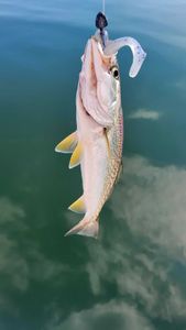 Fish-Species